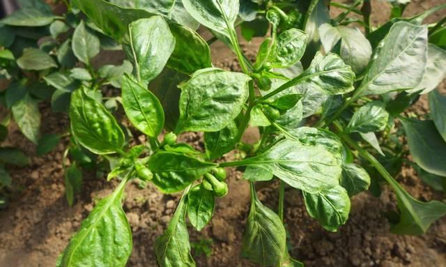 辣椒叶子发黄怎么办？如何快速识别并解决？