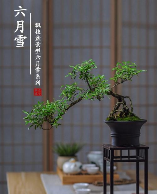 六月雪花语——夏季的奇迹(细数夏日独特的美丽景观) 六月雪花语——夏季的奇迹(细数夏日独特的美丽景观)