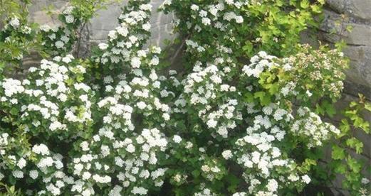 六月雪花语——夏季的奇迹(细数夏日独特的美丽景观) 六月雪花语——夏季的奇迹(细数夏日独特的美丽景观)