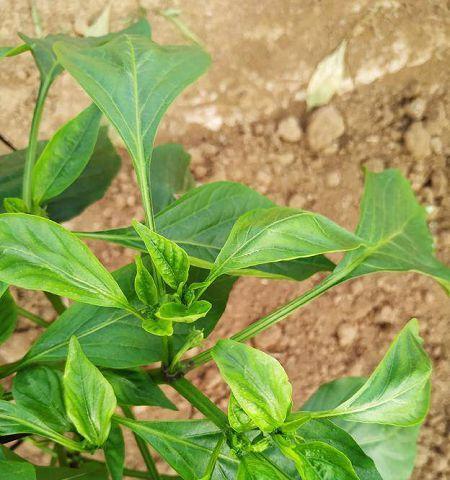 辣椒叶子发黄怎么办？如何快速识别并解决？