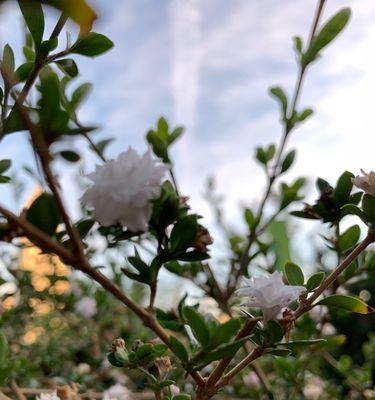 六月雪花语——夏季的奇迹(细数夏日独特的美丽景观) 六月雪花语——夏季的奇迹(细数夏日独特的美丽景观)