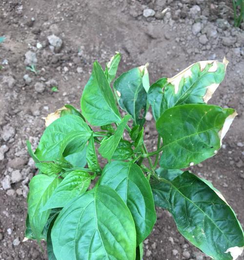 辣椒叶子发黄怎么办？如何快速识别并解决？