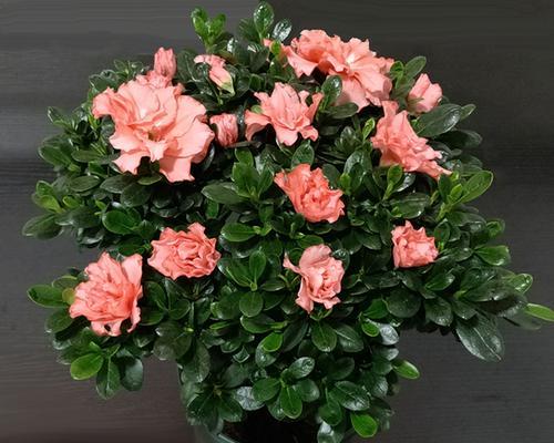 杜鹃花浇水频率是多少？如何正确浇水保持杜鹃花健康？