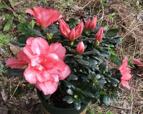 杜鹃花浇水频率是多少？如何正确浇水保持杜鹃花健康？