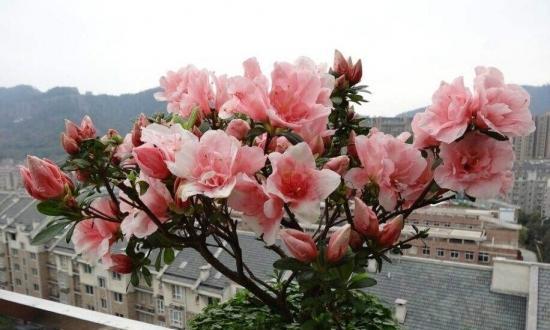 杜鹃花浇水频率是多少？如何正确浇水保持杜鹃花健康？