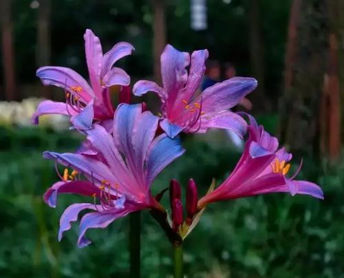 什么花代表永不再见的花语？这种花的含义是什么？