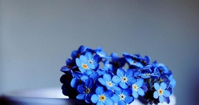 什么花代表永不再见的花语？这种花的含义是什么？