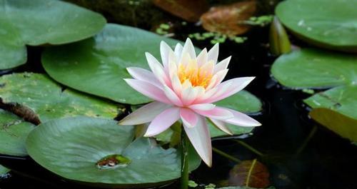 睡莲的花语与寓意（解读睡莲花语）