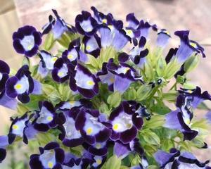 夏堇怎么养长的好?有哪些养护技巧? 夏堇怎么养长的好?有哪些养护技巧?