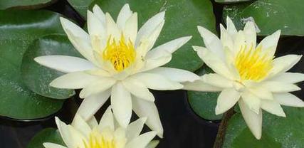 睡莲的花语与寓意（解读睡莲花语）