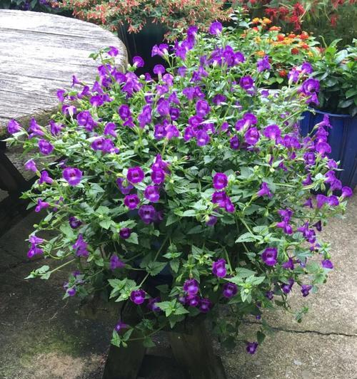 夏堇怎么养长的好?有哪些养护技巧? 夏堇怎么养长的好?有哪些养护技巧?