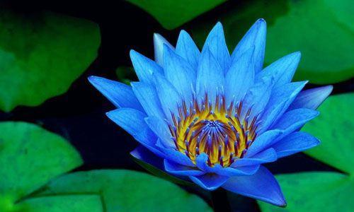 睡莲的花语与寓意（解读睡莲花语）
