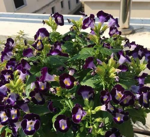 夏堇怎么养长的好?有哪些养护技巧? 夏堇怎么养长的好?有哪些养护技巧?