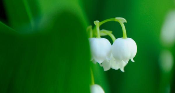 铃兰花的花语与传说（探寻铃兰花的花语与古老传说）