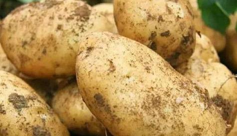 土豆怎么保存时间长？有效延长土豆保鲜期的方法是什么？