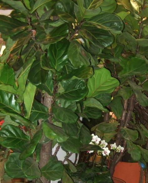 琴叶榕开花少怎么办?如何养护才能促进开花? 琴叶榕开花少怎么办?如何养护才能促进开花?