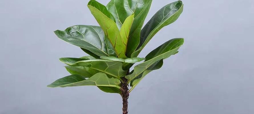 琴叶榕开花少怎么办?如何养护才能促进开花? 琴叶榕开花少怎么办?如何养护才能促进开花?