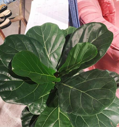 琴叶榕开花少怎么办?如何养护才能促进开花? 琴叶榕开花少怎么办?如何养护才能促进开花?