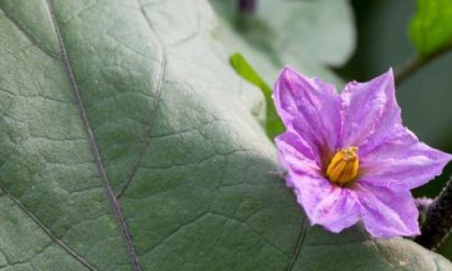 茄子不开花是什么原因?如何解决茄子不开花的问题? 茄子不开花是什么原因?如何解决茄子不开花的问题?
