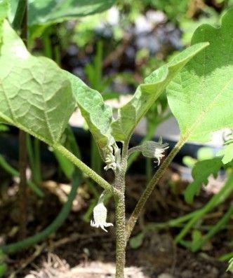 茄子不开花是什么原因?如何解决茄子不开花的问题? 茄子不开花是什么原因?如何解决茄子不开花的问题?