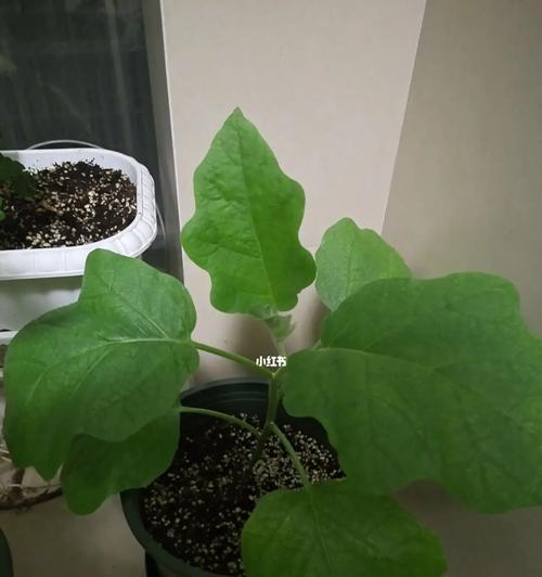 茄子不开花是什么原因?如何解决茄子不开花的问题? 茄子不开花是什么原因?如何解决茄子不开花的问题?