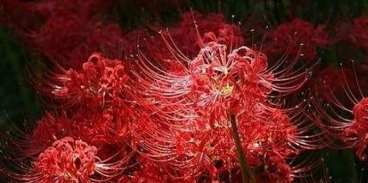 彼岸花（以彼岸花的花语探寻生命的意义）