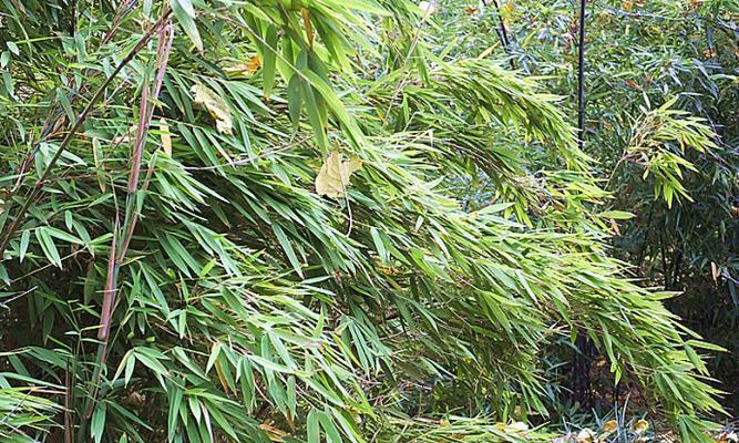 箭竹是什么植物？它的特点和用途有哪些？