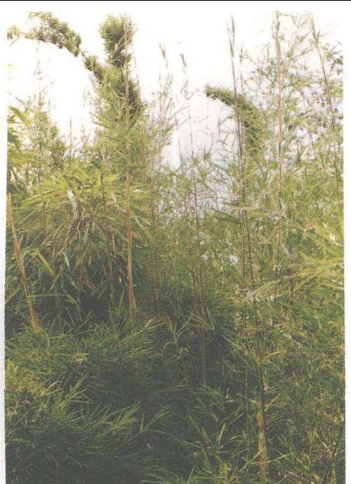 箭竹是什么植物？它的特点和用途有哪些？