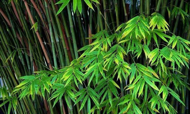 箭竹是什么植物？它的特点和用途有哪些？