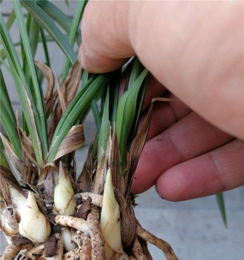 兰花烂根怎么办？如何预防和处理兰花根部问题？