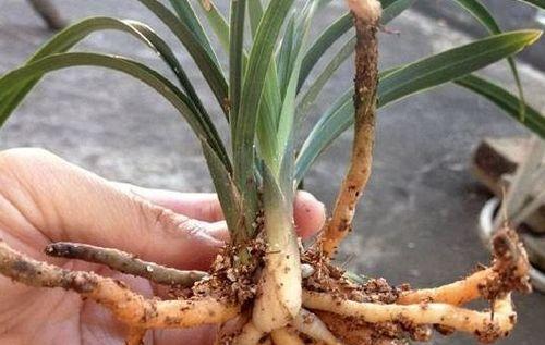 兰花烂根怎么办?如何预防和处理兰花根部问题?