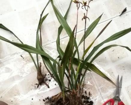 兰花烂根怎么办？如何预防和处理兰花根部问题？