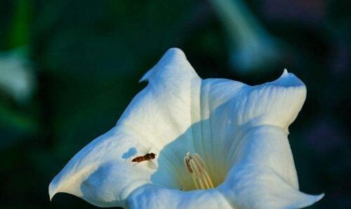 白色曼陀罗花的神秘与传说（神秘的白色曼陀罗花语及其相关传说）