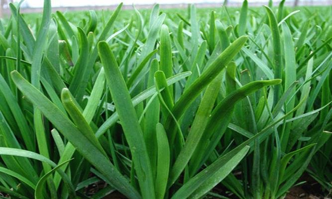 韭菜又叫什么草？了解韭菜的别名及其用途？