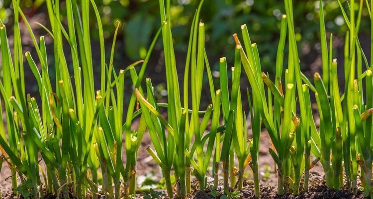 韭菜又叫什么草？了解韭菜的别名及其用途？