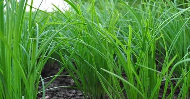 韭菜又叫什么草？了解韭菜的别名及其用途？