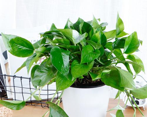 绿萝真的会结果实吗？揭秘绿萝的繁殖奥秘！