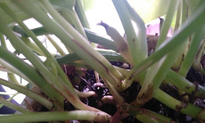 绿萝真的会结果实吗？揭秘绿萝的繁殖奥秘！