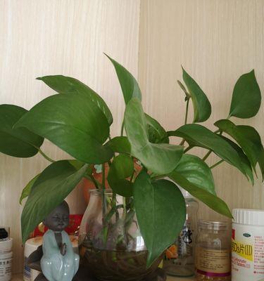 绿萝真的会结果实吗？揭秘绿萝的繁殖奥秘！