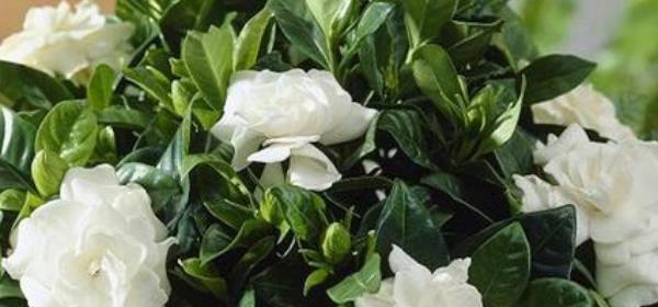 栀子花的花语与寓意(栀子花的美丽与象征)