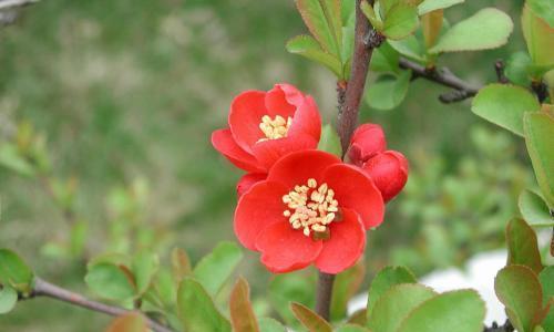 贴梗海棠怎么养长的好？有哪些养护技巧？