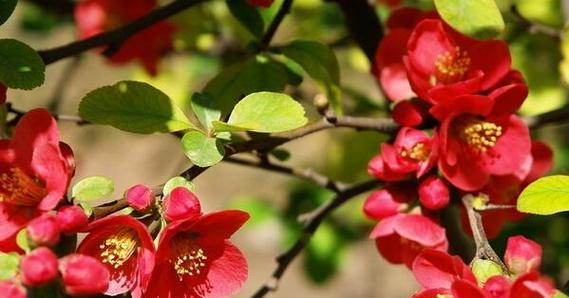 贴梗海棠怎么养长的好？有哪些养护技巧？