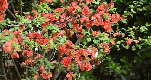 贴梗海棠怎么养长的好？有哪些养护技巧？