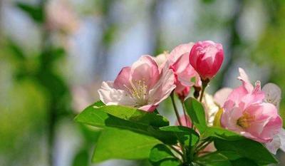 海棠花语与寓意——绽放生命之美（探寻海棠花的优雅与力量）