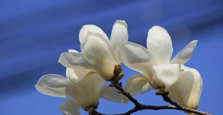 表示尊敬崇高的花花语是什么？如何用花表达尊敬和崇高？