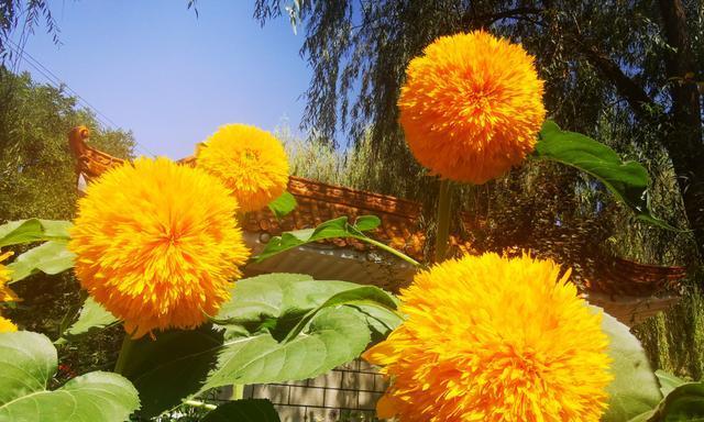 表示尊敬崇高的花花语是什么？如何用花表达尊敬和崇高？