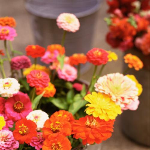 表示尊敬崇高的花花语是什么？如何用花表达尊敬和崇高？