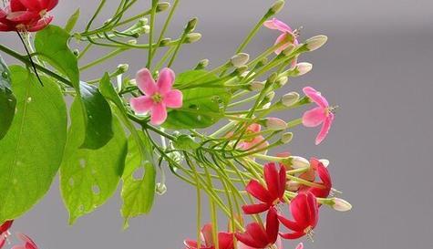 花语中的遗忘(探索遗忘的含义和情感) 花语中的遗忘(探索遗忘的含义和情感)