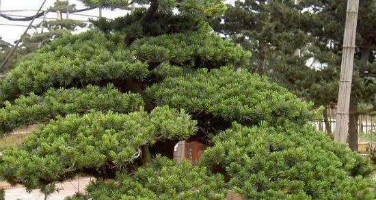 五针松如何正确浇水？最佳浇水时间是什么时候？