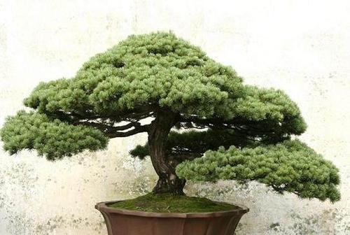 五针松如何正确浇水？最佳浇水时间是什么时候？